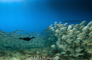 Cormorant swims among the fishes. by Rand Mcmeins 